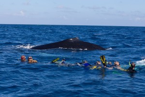 Swim_with_whale